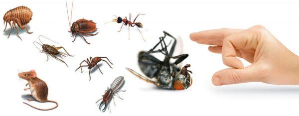 شركات مكافحة حشرات بالشارقة