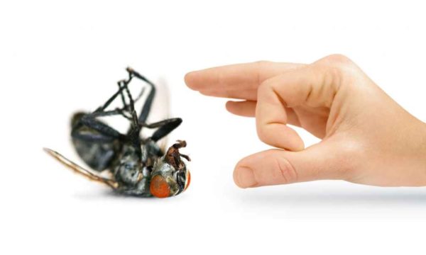 مكافحة النمل الابيض بالشارقه