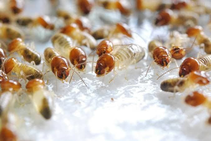 مكافحة النمل الابيض في الشارقة